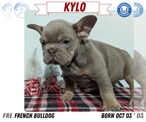 Medium French Bulldog