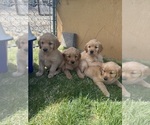 Small #40 Golden Retriever