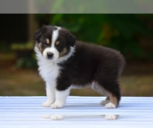 Australian Shepherd Puppy for sale in GROVETOWN, GA, USA