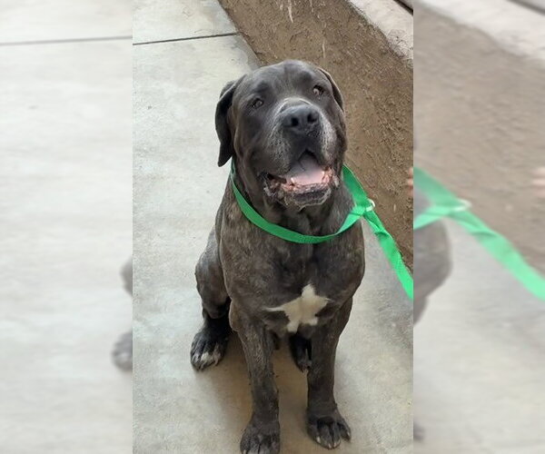 Medium Photo #1 Mastiff Puppy For Sale in Rancho Cucamonga, CA, USA