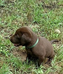 Labrador Retriever Puppy for sale in CHARLOTTE HALL, MD, USA