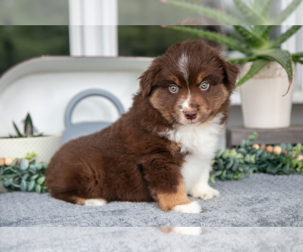 Medium Photo #1 Miniature Australian Shepherd Puppy For Sale in HOLMESVILLE, OH, USA