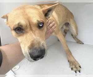 American Pit Bull Terrier-Siberian Husky Mix Dogs for adoption in Houston, TX, USA