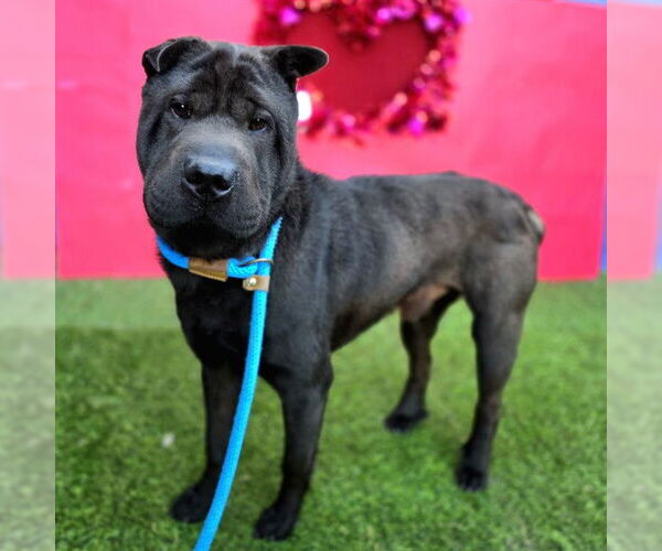 Medium Photo #2 Chinese Shar-Pei-Unknown Mix Puppy For Sale in Long Beach, CA, USA