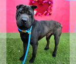 Small #1 Chinese Shar-Pei Mix