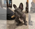 Small Photo #15 French Bulldog Puppy For Sale in FITCHBURG, WI, USA