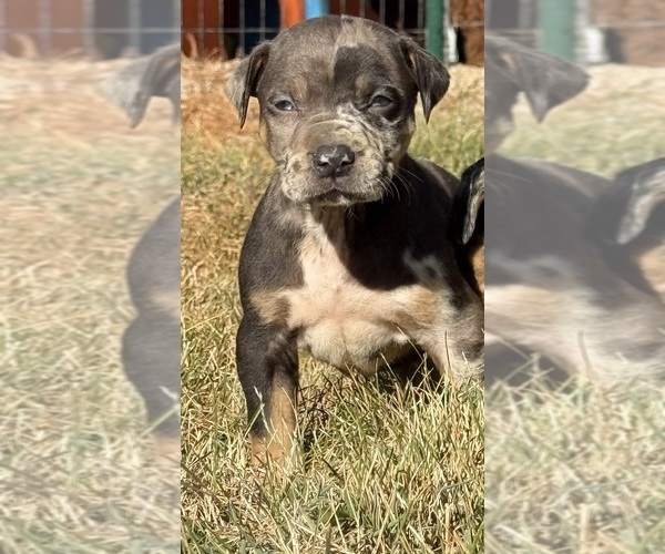 Medium Photo #3 Catahoula Leopard Dog Puppy For Sale in BUSHNELL, IL, USA
