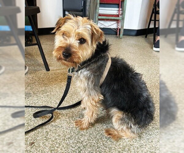 Medium Photo #1 Mutt Puppy For Sale in St. Louis Park, MN, USA