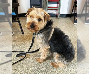 Mutt Dogs for adoption in St. Louis Park, MN, USA