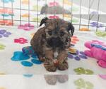 Jasmine - Female Yorkipoo Puppy for Sale - Photo #8