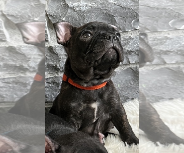 Medium Photo #4 French Bulldog Puppy For Sale in LYNNWOOD, WA, USA