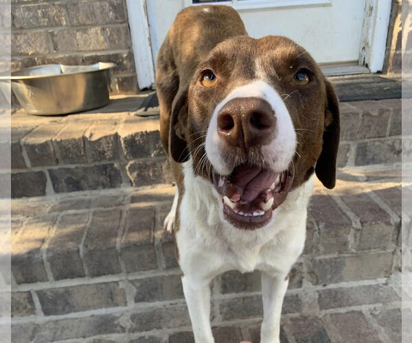 Medium Photo #8 Pointer-Unknown Mix Puppy For Sale in Woodbury, NY, USA