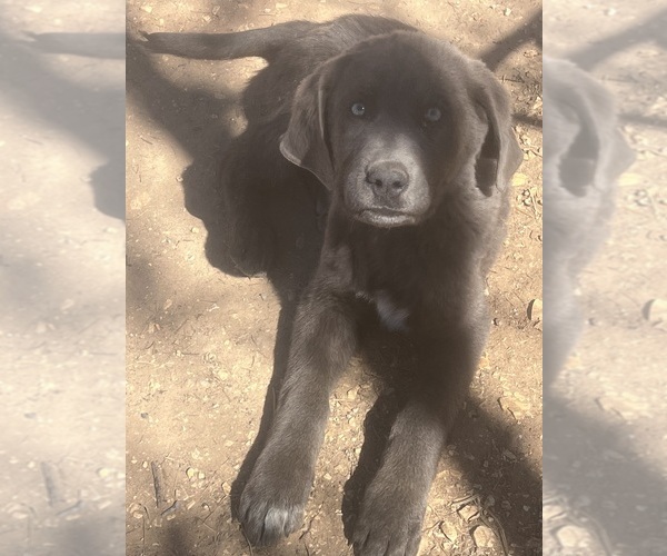 Medium Photo #1 Maremma Sheepdog Puppy For Sale in BUNKER, MO, USA