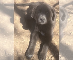 Maremma Sheepdog Puppy for sale in BUNKER, MO, USA