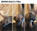 Puppy BROWN German Malinois
