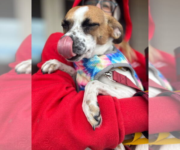 Medium Photo #9 Rat-Cha Puppy For Sale in Grafton, WI, USA