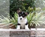 Small #2 Pembroke Welsh Corgi
