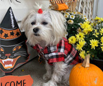 Small Photo #1 Mal-Shi Puppy For Sale in FARMINGTON, MN, USA