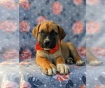 Small Photo #7 Boerboel Puppy For Sale in OXFORD, PA, USA