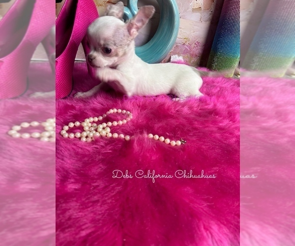 Medium Photo #6 Chihuahua Puppy For Sale in TRACY, CA, USA