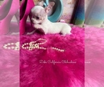 Casper - Male Chihuahua Puppy for Sale - Photo #6