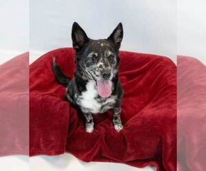 Vanessa - Female Mutt Dog for Adoption - Photo #6