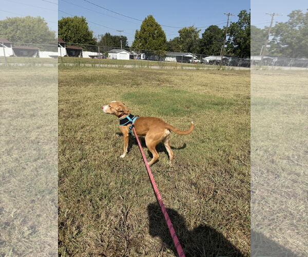 Medium Photo #4 Shepradors Puppy For Sale in Corning, AR, USA