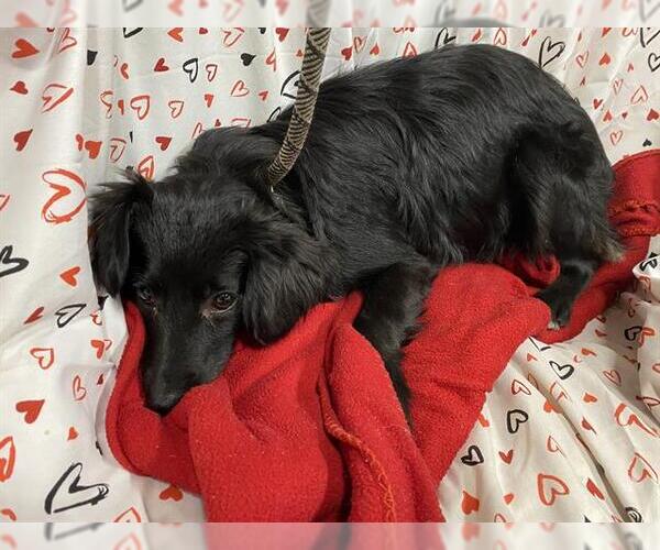 Medium Photo #1 Chihuahua-Unknown Mix Puppy For Sale in Modesto, CA, USA