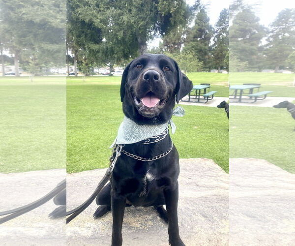Medium Photo #1 Labrador Retriever Puppy For Sale in San Diego, CA, USA