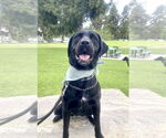 Small Labrador Retriever