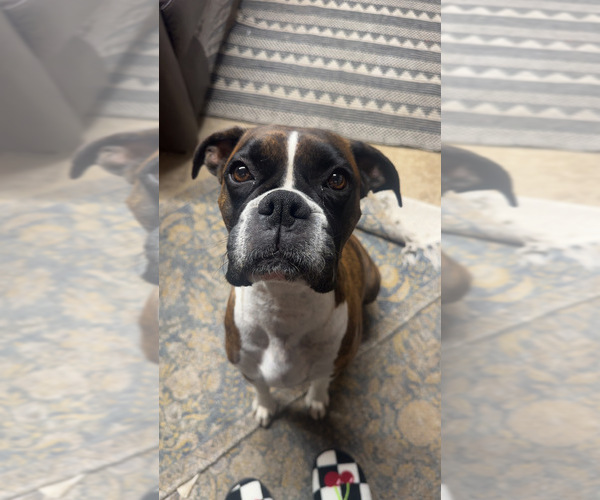 Medium Photo #1 Boxer Puppy For Sale in ELKHART, IN, USA