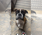 Small Photo #1 Boxer Puppy For Sale in ELKHART, IN, USA