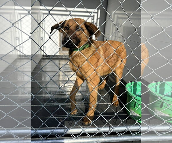 Medium Photo #5 Mutt Puppy For Sale in Hinton, WV, USA