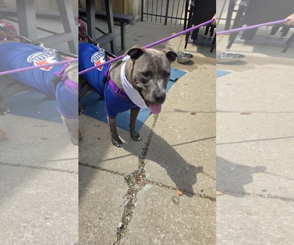 Medium Photo #10 Mutt Puppy For Sale in Crete, IL, USA