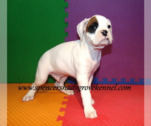 Medium Photo #10 Boxer Puppy For Sale in CABOOL, MO, USA