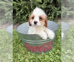 Image preview for Ad Listing. Nickname: Claire
