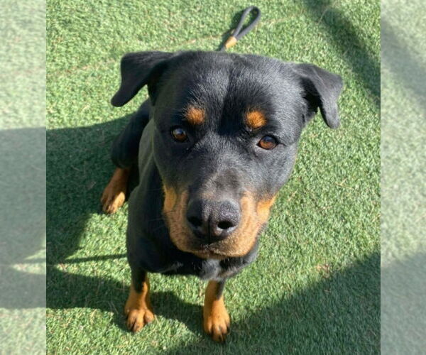 Medium Photo #3 Rottweiler-Unknown Mix Puppy For Sale in Lakewood, CO, USA