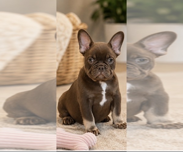 Medium Photo #3 French Bulldog Puppy For Sale in LAWRENCEVILLE, GA, USA