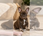 Small #2 French Bulldog
