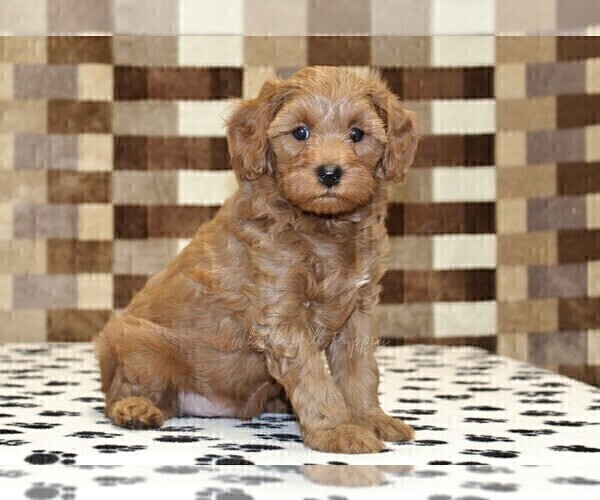 Medium Photo #2 Cavapoo (Miniature) Puppy For Sale in DENVER, PA, USA
