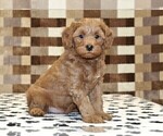 Small #1 Cavapoo (Miniature)