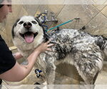 Small #1 Siberian Husky