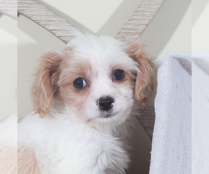 Cavachon Puppy for sale in MOUNT VERNON, OH, USA
