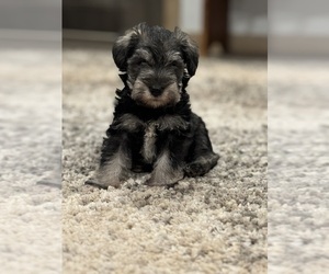 Schnauzer (Miniature) Puppy for sale in CHILDRESS, TX, USA