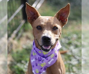 American Staffordshire Terrier-Unknown Mix Dogs for adoption in San Antonio, TX, USA