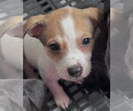 Small #3 Labrador Retriever Mix