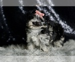 Small Photo #13 Maltipoo Puppy For Sale in WARSAW, IN, USA