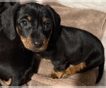 Small Dachshund