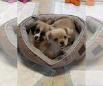 Small #1 ShiChi