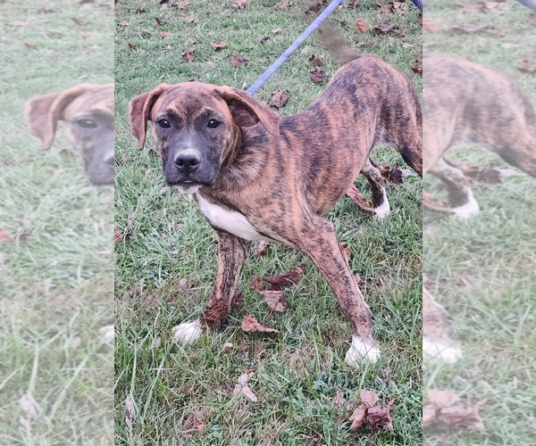 Medium Photo #1 Boxer-Unknown Mix Puppy For Sale in Burnsville, MN, USA